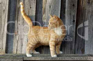 Small ginger tabby cat