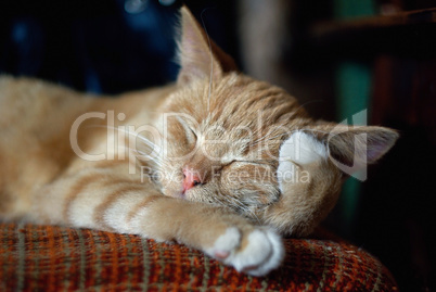 Sleeping ginger cat