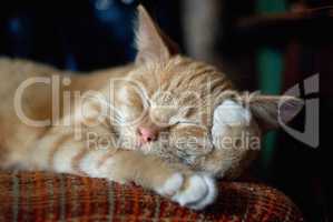 Sleeping ginger cat