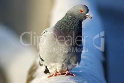 Pigeon on the snow