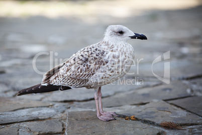 Gull stands on pavement