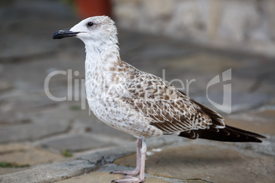 Seagull on the sidewalk