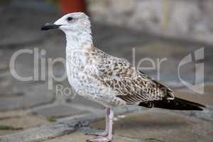 Seagull on the sidewalk