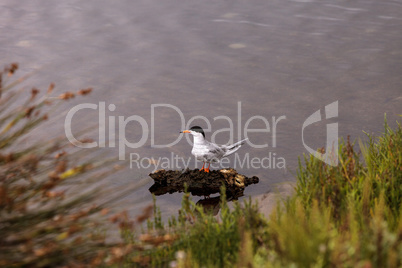 Elegant tern, Thalasseus elegans