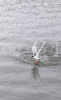 Elegant tern, Thalasseus elegans