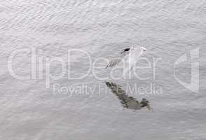 Elegant tern, Thalasseus elegans