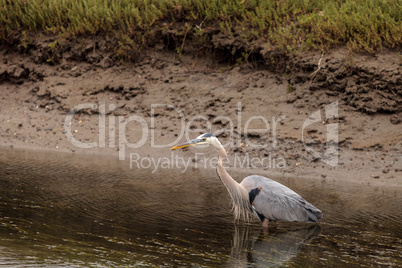 Great blue heron bird, Ardea herodias