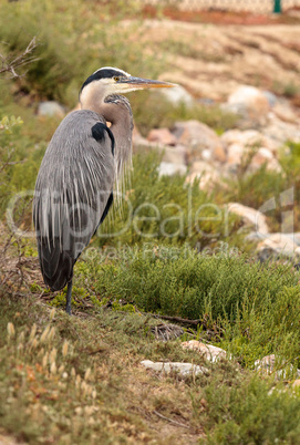 Great blue heron bird, Ardea herodias