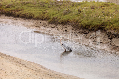 Great blue heron bird, Ardea herodias