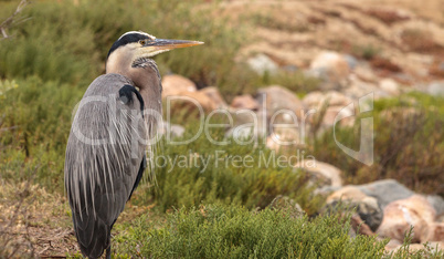 Great blue heron bird, Ardea herodias