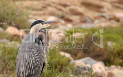 Great blue heron bird, Ardea herodias