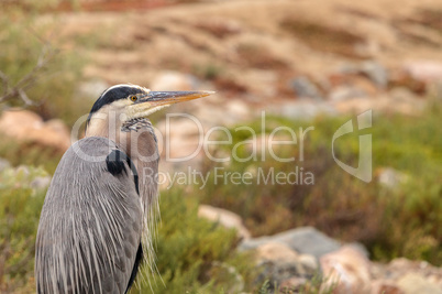 Great blue heron bird, Ardea herodias