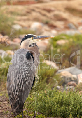 Great blue heron bird, Ardea herodias