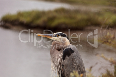 Great blue heron bird, Ardea herodias