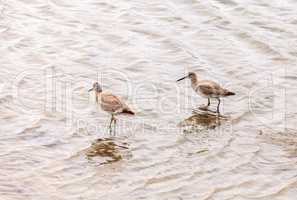 Marbled godwit shorebird, Limosa fedoa