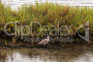 Marbled godwit shorebird, Limosa fedoa