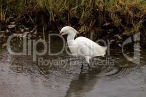 Snowy Egret, Egretta thula