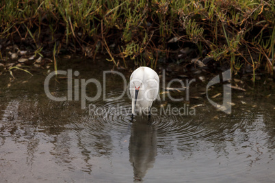 Snowy Egret, Egretta thula