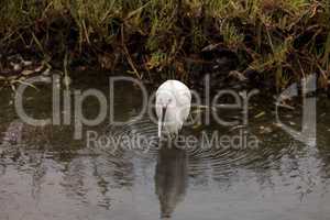 Snowy Egret, Egretta thula