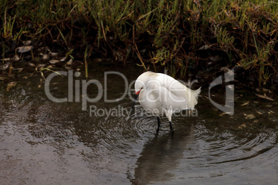 Snowy Egret, Egretta thula