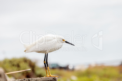 Snowy Egret, Egretta thula