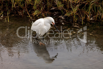 Snowy Egret, Egretta thula