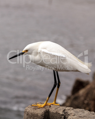 Snowy Egret, Egretta thula