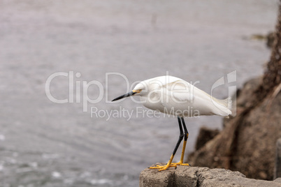 Snowy Egret, Egretta thula