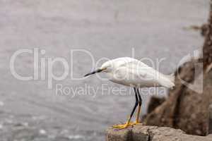 Snowy Egret, Egretta thula