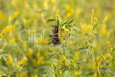 Tiger moth caterpillar Arctia caja