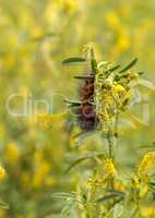 Tiger moth caterpillar Arctia caja