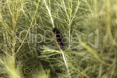 Tiger moth caterpillar Arctia caja