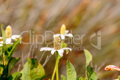 White flower on Yerba mansa plant, Anemopsis californica