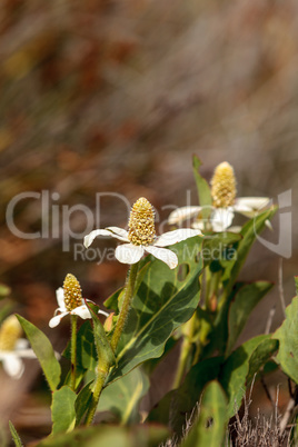 White flower on Yerba mansa plant, Anemopsis californica