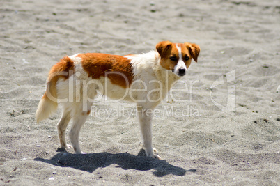 White and red-colored dog