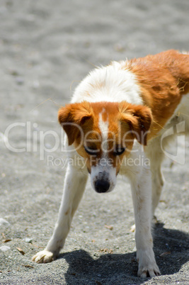 White and red-colored dog