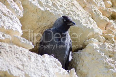 Black Crow in a Crevasse