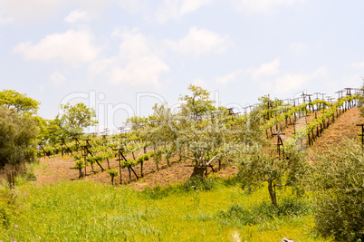 Vineyards and olive trees