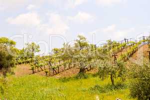 Vineyards and olive trees