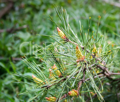 Pine branch with small cones