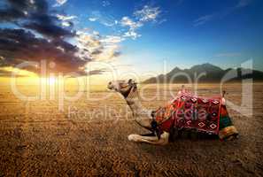 Camel in the desert