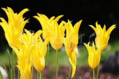 Blüten von gelben Tulpen