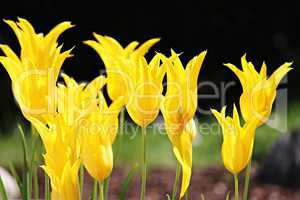 Blüten von gelben Tulpen