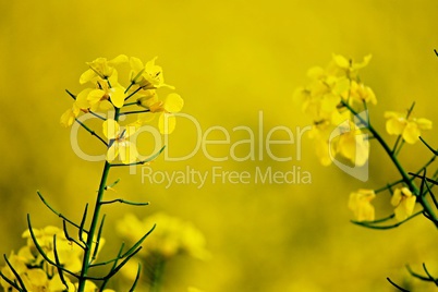 Nahaufnahme Rapsfeld mit gelben Blüten