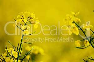Nahaufnahme Rapsfeld mit gelben Blüten