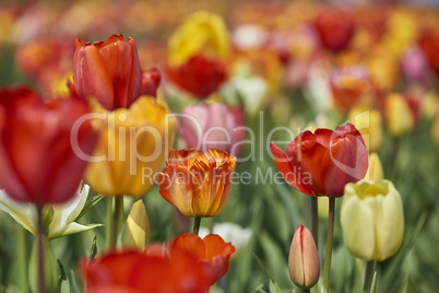 tulpen