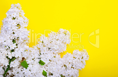White lilac branch on a yellow surface