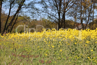 gelbes Rapsfeld mit Bäumen und Wiese