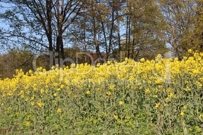 gelbes Rapsfeld mit Bäumen und Wiese