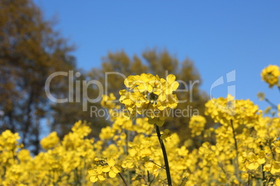 gelbes Rapsfeld mit Bäumen makro
